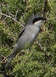 Desert Grey Shrike - Lanius (excubitor) koenigi © Teresa Farino